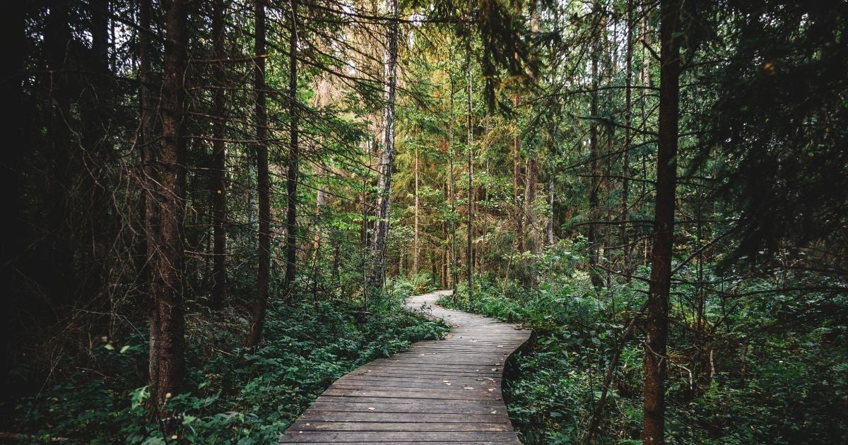 A path in the woods
