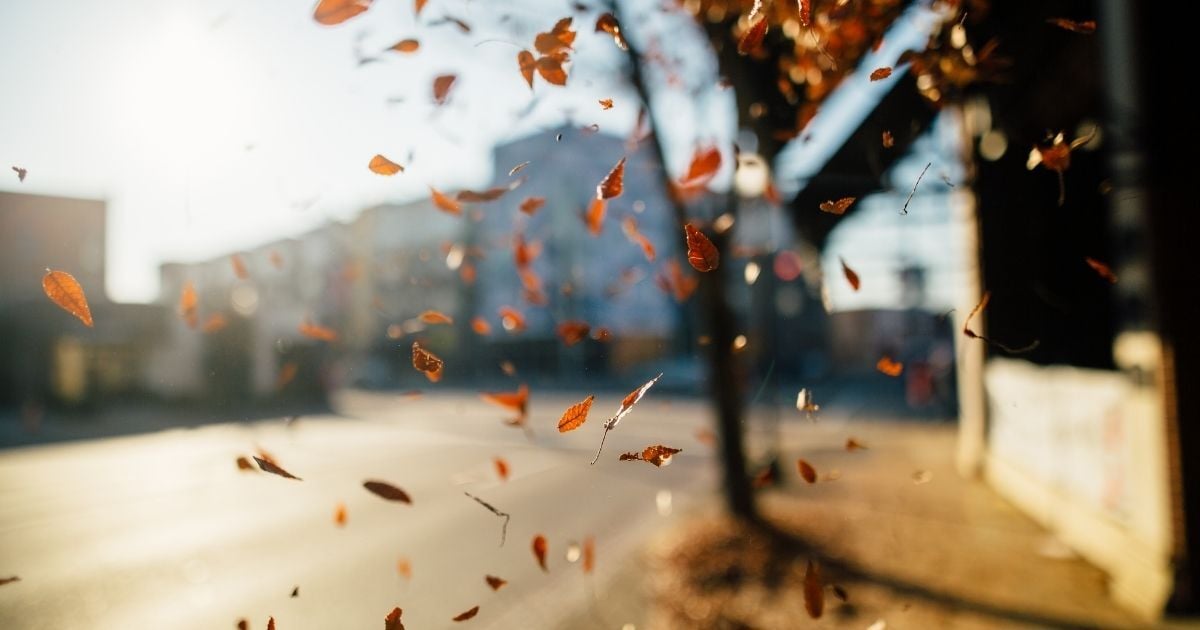 An Image with the fall leaves in the forefront and a building in the background reminding us of the change of the season