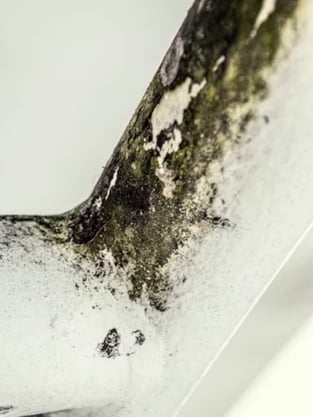 Mold growth in a commercial building due to lack of building maintenance and plumbing issues
