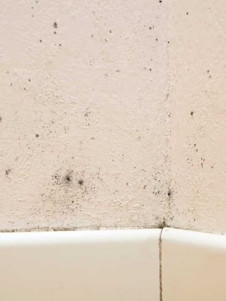 Mold Growth on a wall due to plumbing leaks